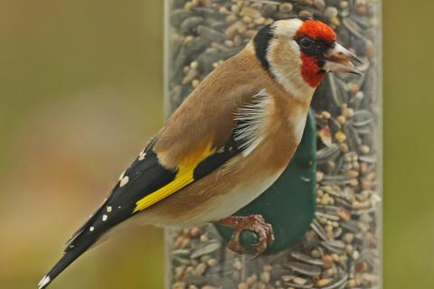Superfood fürs Vogelhäuschen Nabu Darmstadt gibt Tipps